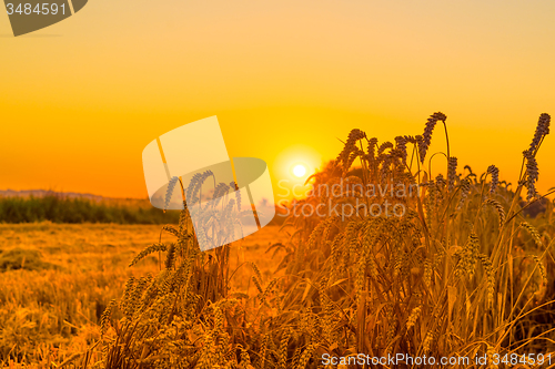 Image of Sunrise over crops on a field