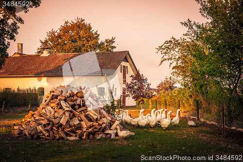 Image of Barnyard with a flock of geese