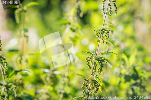 Image of Nettles in the sun