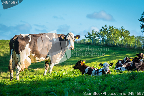 Image of Cows on a green grass meadow