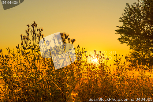 Image of Thistle silhouettes in the sunrise