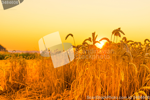Image of Wheat in the sunrise