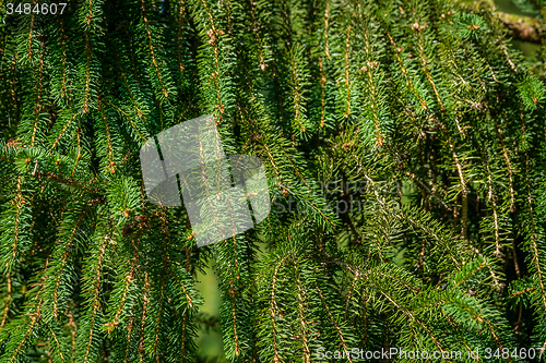 Image of Pine tree background with twigs