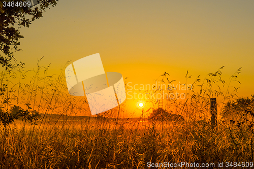 Image of Grass silhouettes in the sunrise
