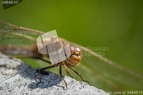 Image of Sympetrum vulgatum dragonfly close-up