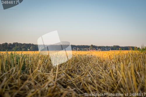 Image of Cutted corn crops on a field