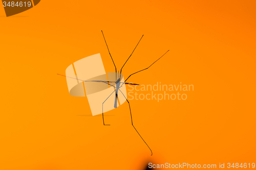 Image of Large crane fly on orange background