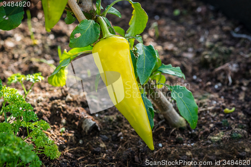 Image of Spicy chili in green color