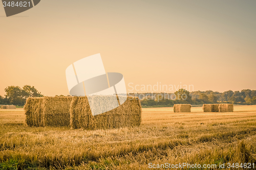 Image of Harvested straw bales on a countryside