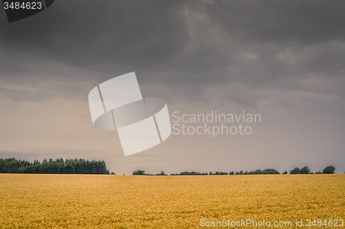 Image of Dark clouds over a golden field