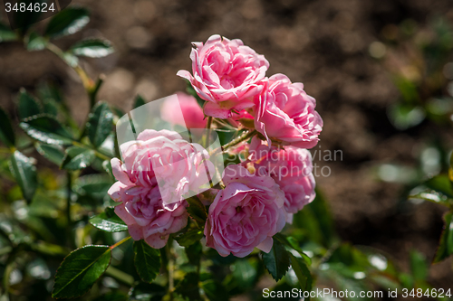 Image of Pink flowers in the garden at summertime