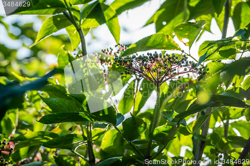 Image of Elderberries on a tree in the garden