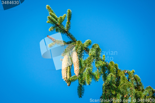 Image of Pine cones on a twig on blue background