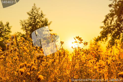 Image of Thistle flowers in a sunrise