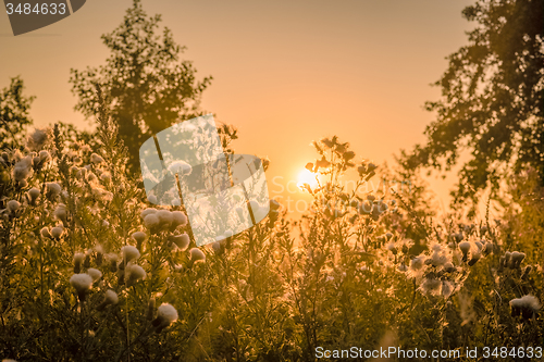 Image of Sunrise over a field with thistle flowers