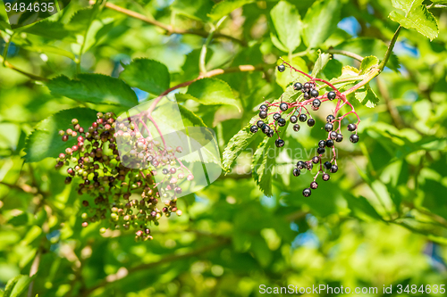 Image of Elderberries in a tree