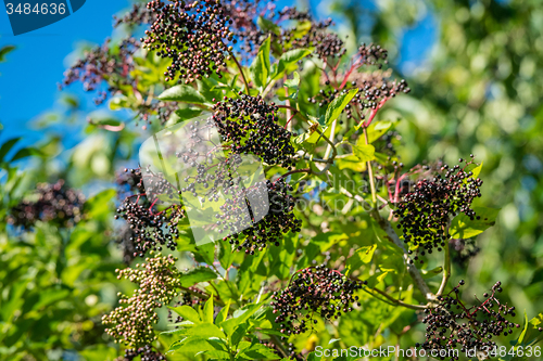 Image of Elderberry tree with black berries