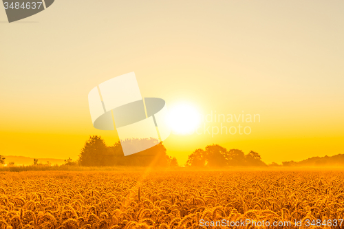 Image of Morning sunshine over a wheat field