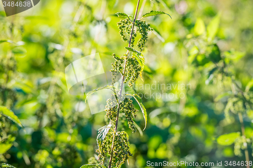 Image of Wild nature with nettles herbs