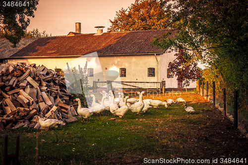 Image of Geese at a farm house