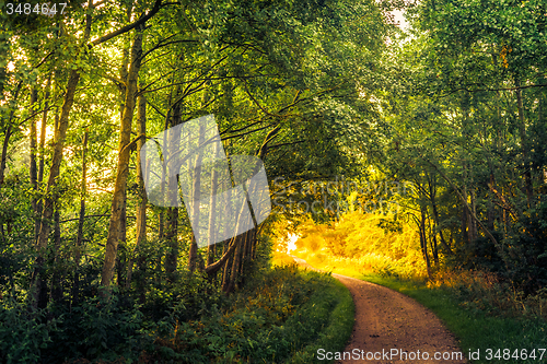 Image of Road in a forest an early morning