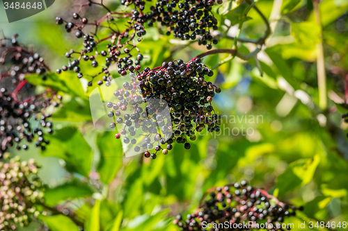 Image of Black elderberries in green nature