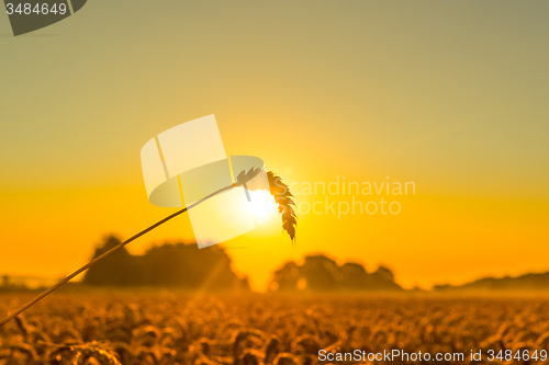 Image of Wheat in the sunrise