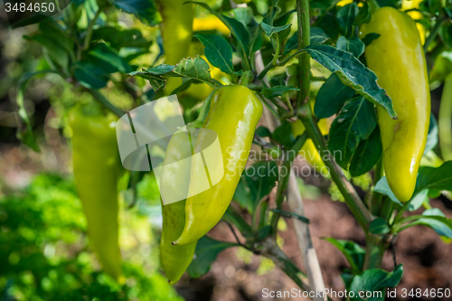 Image of Green chili in the garden