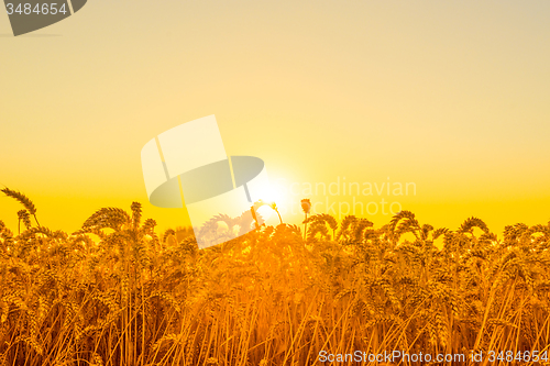 Image of Beautiful morning sunrise over a field