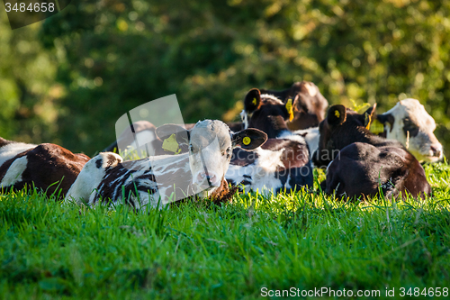 Image of Cattle lying in the grass