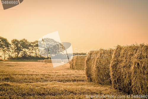 Image of Harvest in the morning