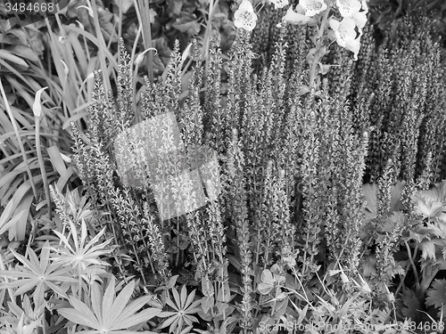 Image of Black and white 