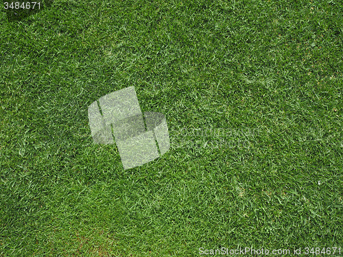 Image of Green grass meadow background