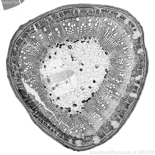 Image of Black and white Cotton stem micrograph