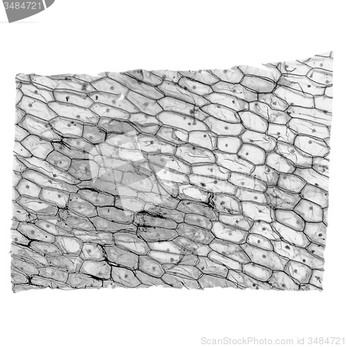 Image of Black and white Onion epidermus micrograph