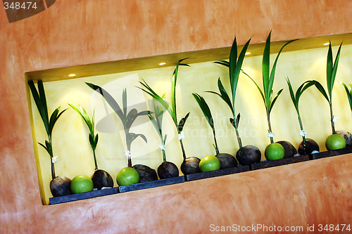 Image of Coconut display