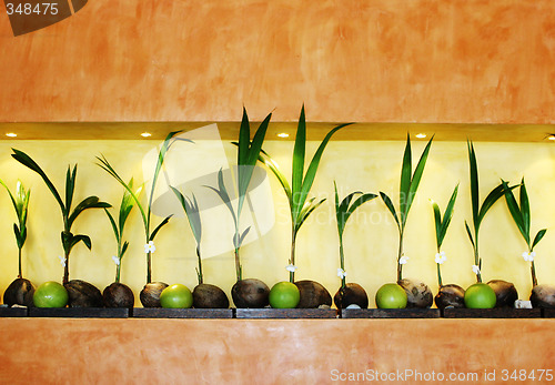 Image of Coconut display