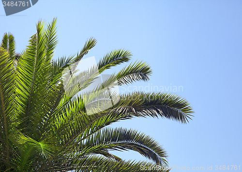 Image of Palm-tree