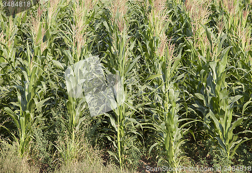 Image of Corn field