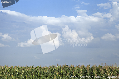 Image of Corn field