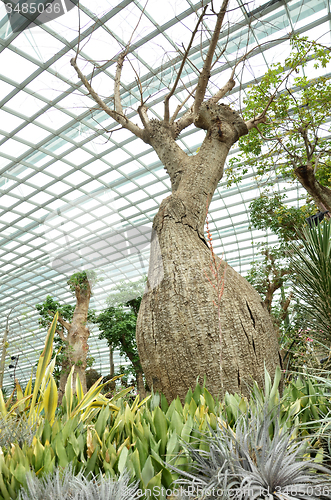 Image of Flower Dome at Gardens by the Bay in Singapore