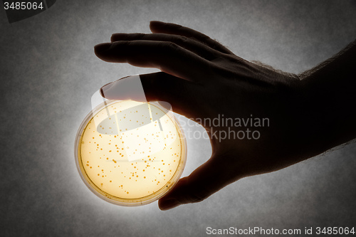 Image of hand with Petri dish