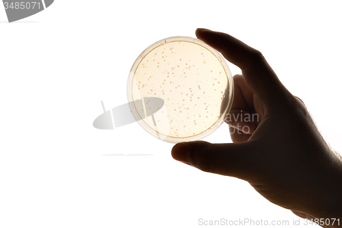 Image of hand with Petri dish