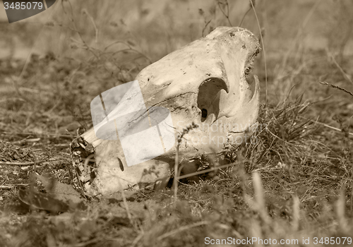 Image of wild pig skull