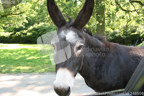 Image of Mule lookin tired