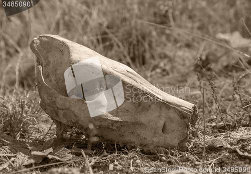 Image of wild pig skull