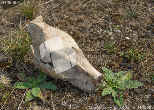 Image of wild pig skull