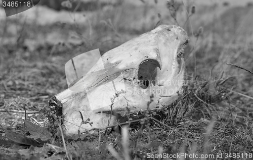 Image of wild pig skull