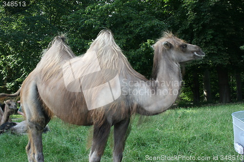 Image of Camel!