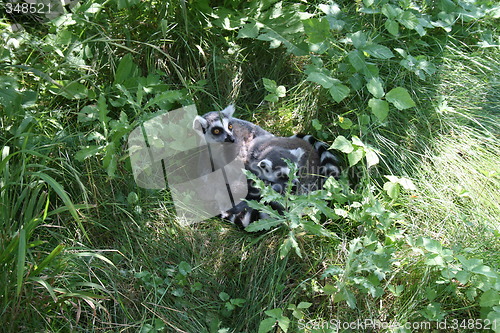 Image of Lemur animal lookin scared.